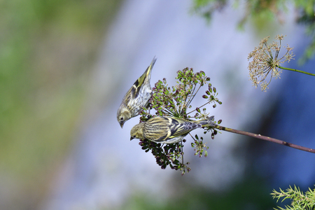 Female Eurasian siskin looking for food in the mountains.
