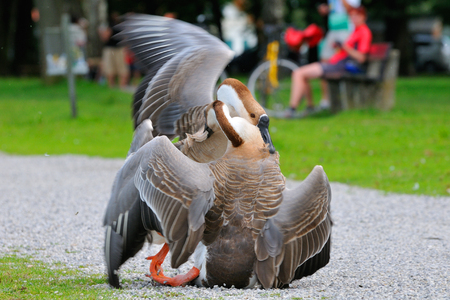 Male Swan goose in fight in bavariaの写真素材