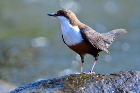 White-throated dipper in spring mating time