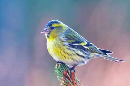 Eurasian siskin looking for foodの写真素材