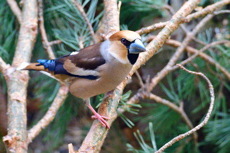 Male hawfinch (Coccothraustes coccothraustes)の写真素材