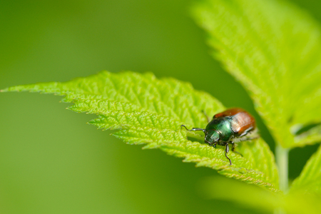 Phyllopertha horticola, or the Garden Chaferの写真素材