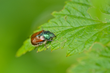 Phyllopertha horticola, or the Garden Chaferの写真素材