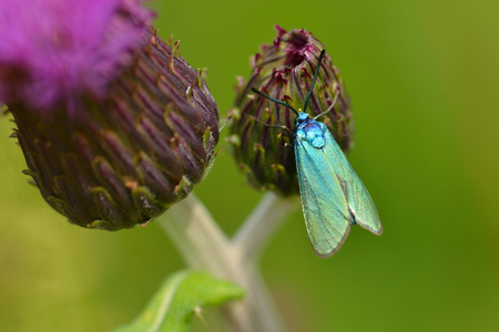 Adscita statices, the green forester in a meadowの写真素材