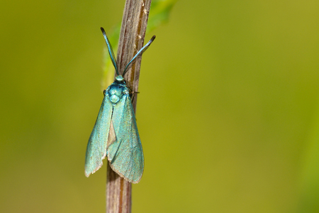 Adscita statices, the green forester in a meadowの写真素材