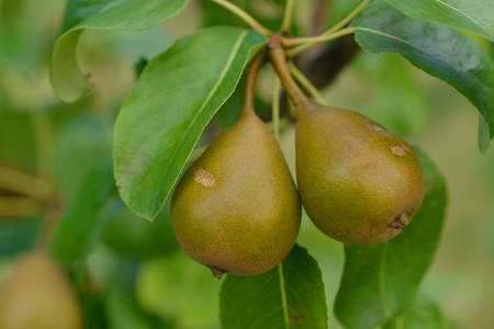 European pear or common pear tree.の写真素材