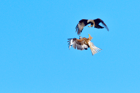 Black kite and red kite in air combat, defense of the area.