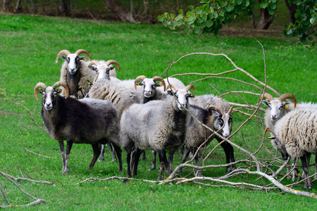 Good sheep on a meadow of Gotland, Sweden