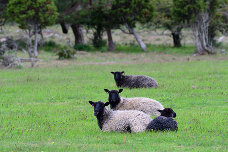 The Gotland sheep, called the Gotland Pelt on a farmのeditorial素材