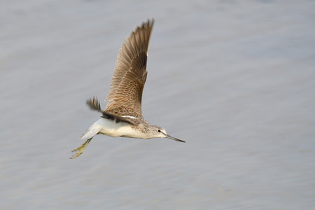 Common greenshank looking for food in the baltic sea