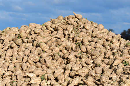 Beet harvest on a field in autumnの写真素材