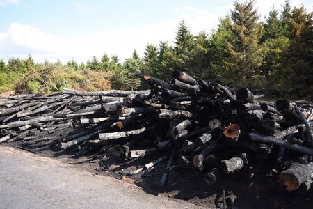 Arson on a forest edge