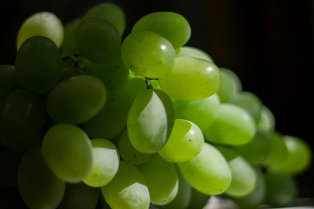 white grapes on a background of green leavesの写真素材