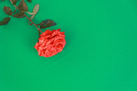 Beautiful red roses close-up on a green background. Roses close-up. Festive greeting card.の写真素材