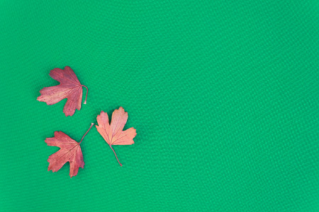 Autumn leaves on a green background. Old beautiful leaves of trees.