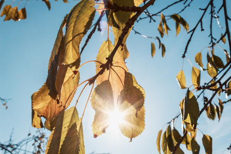 Autumn leaves against the blue sky in the sun's rays. Colorful foliage in the autumn park. Autumn leaves sky backgroundの写真素材