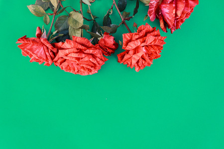 Beautiful red roses close-up on a green background. Roses close-up. Festive greeting card.の写真素材