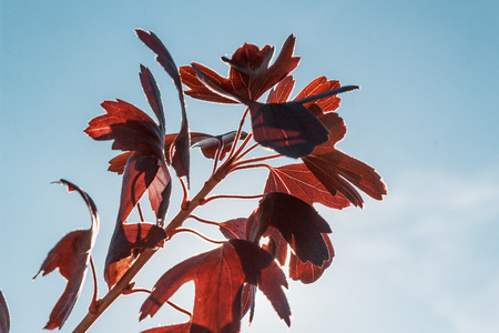 Autumn leaves against the blue sky in the sun's rays. Colorful foliage in the autumn park. Autumn...