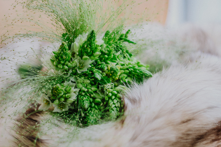 wedding bouquet with a predominance of green on white fur. Wedding Conceptの写真素材