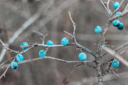 Blackthorn. Blue, ripe berries of wild blackthorn on a branch in late autumn. Blackthorn berries, Prunus spinosa. - imageの写真素材