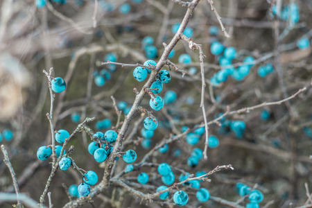 Blackthorn. Blue, ripe berries of wild blackthorn on a branch in late autumn. Blackthorn berries,...