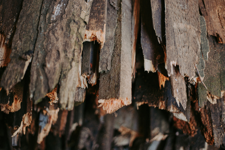 Firewood, for fire, stacked in a flat pile. wall firewood, Background of dry chopped firewood logs in a pileの写真素材