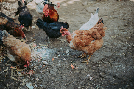 Birds walk in the fresh air. Beautiful, colorful birds feed on the street. Agricultural Farmの写真素材