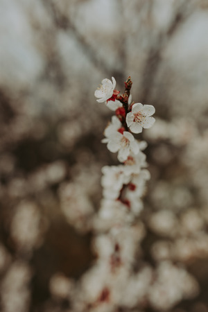 white flowers of fruit tree, closeup. Spring backgroundの写真素材