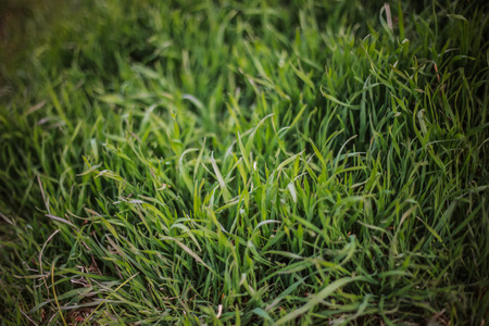 Green grass Close-up green background with foreground grassの写真素材