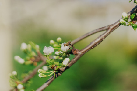 Blooming fruit tree on nature background Spring flowers Spring background. Close-upの写真素材