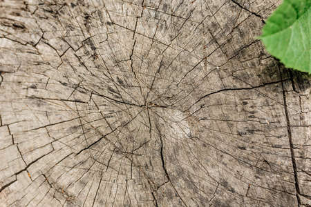 Cross-section of the tree, old stump. The texture of the wood in the cracks. Top view, daylight. stump of tree felled - section of the trunk with annual ringsの写真素材