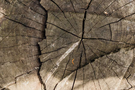 Cross-section of the tree, old stump. The texture of the wood in the cracks. Top view, daylight. stump of tree felled - section of the trunk with annual ringsの写真素材