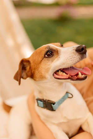 Golden Jack Russell Terriers on a background of green grass, happy dog outdoors. Close-upの写真素材