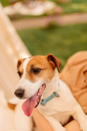 Golden Jack Russell Terriers on a background of green grass, happy dog outdoors. Close-upの写真素材