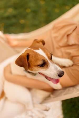 Golden Jack Russell Terriers on a background of green grass, happy dog outdoors. Close-upの写真素材