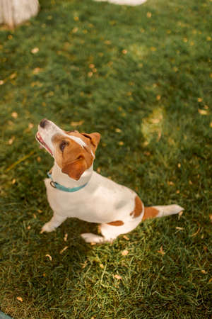 The dog looks at owner with faithful eyes. Dog on the green grass. Jack Russell Terrier close upの写真素材
