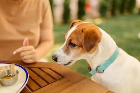 dog eats from a plate outdoors at the table. The dog begs for foodの写真素材