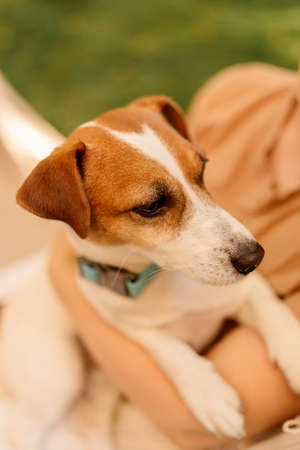 Golden Jack Russell Terriers on a background of green grass, happy dog outdoors. Close-upの写真素材