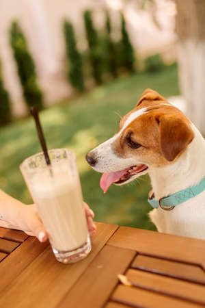 The dog sits at the table outdoors with a milkshake in a glass. Jack Russell Terriers close upの写真素材