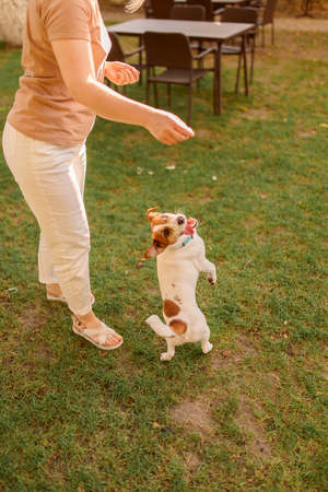 A young woman is playing with her dog. Mixed dogs jumping in the street, outside. Happy puppy in the meadow.の写真素材