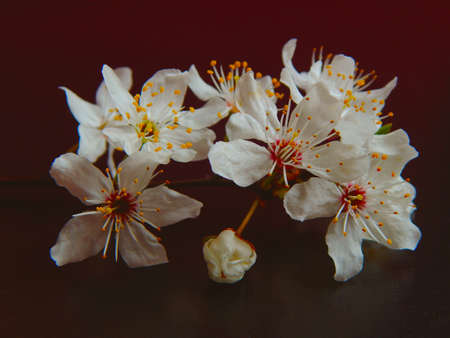 cherry blossom on blackの写真素材