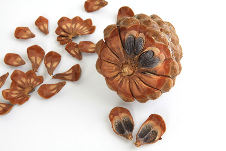 pine cone
