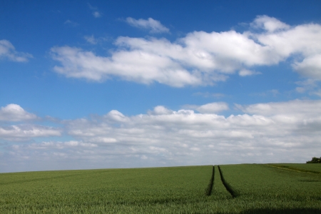 Cornfieldの写真素材