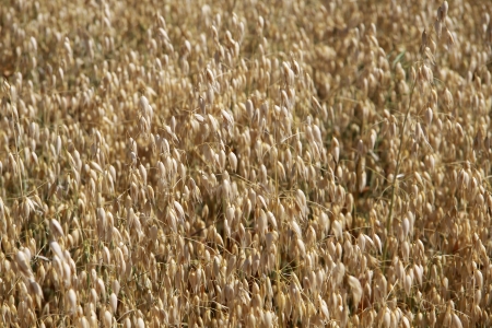 Cornfieldの写真素材