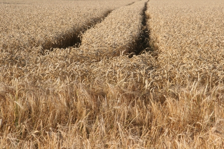 Cornfieldの写真素材