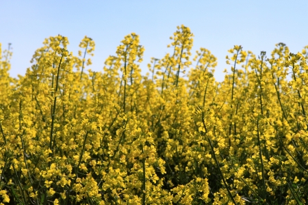 canolaの写真素材