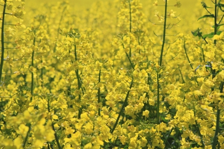 canola