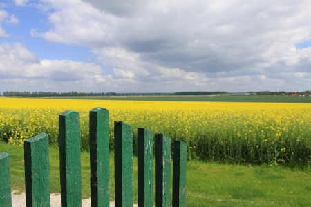 canolaの写真素材