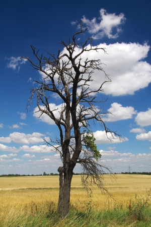 old treeの写真素材
