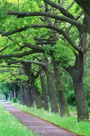 oak treeの写真素材